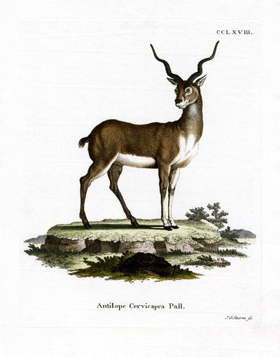 Blackbuck (farget gravering) av German School
