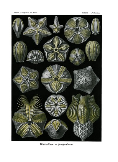 Blastoidea, 1899-1904 av German School