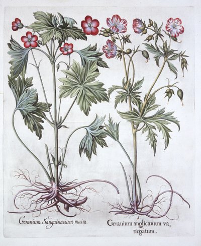 Bloody Cranesbill and Bigroot Cranesbill, fra Hortus Eystettensis, av Basil Besler (1561-1629), pub. 1613 (håndfarget gravering) av German School