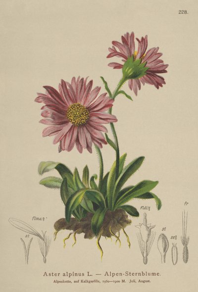 Blue Alpine Daisy (Aster alpinus) av German School