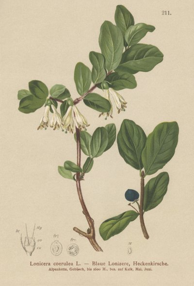 Blå kaprifol (Lonicera caerulea, Lonicera coerulea) av German School
