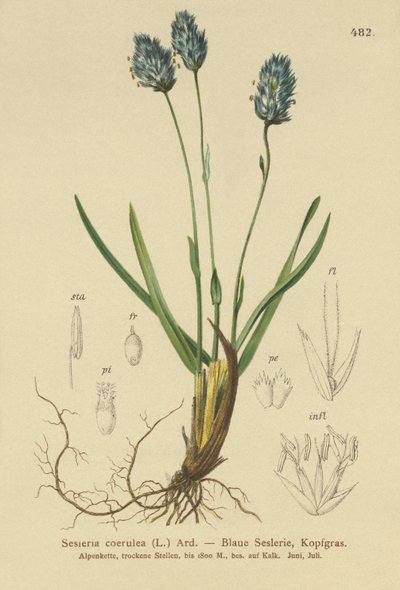 Blåmyrgress (Sesleria caerulea, Sesleria uliginosa) av German School