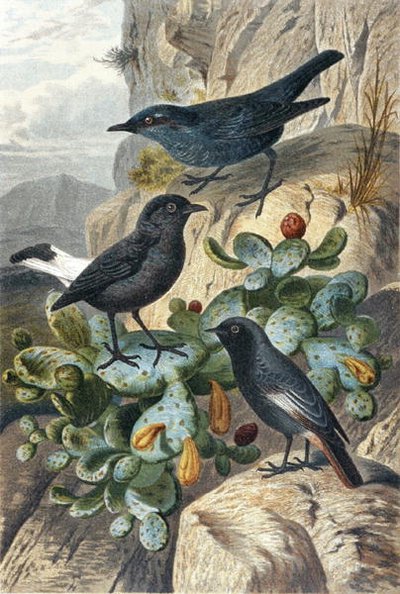 Blue Rock Thrush, Black Wheatear and Redtail, plate fra "Brehms Tierleben: Allgemeine Kunde des Tierreichs", bd. 4, s. 57, utgitt av Bibliographisches Institut av German School