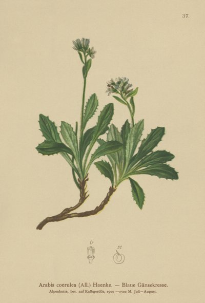 Blå veggkarse (Arabis caerulea, Arabis coerulea) av German School