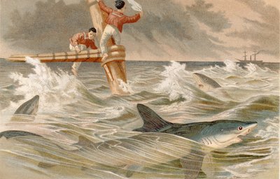 Blåhai, tallerken fra Brehms dyreliv: generell kunnskap om dyreriket, vol.8, s.438, utgitt av Bibliografisk Institutt, 1892 av German School