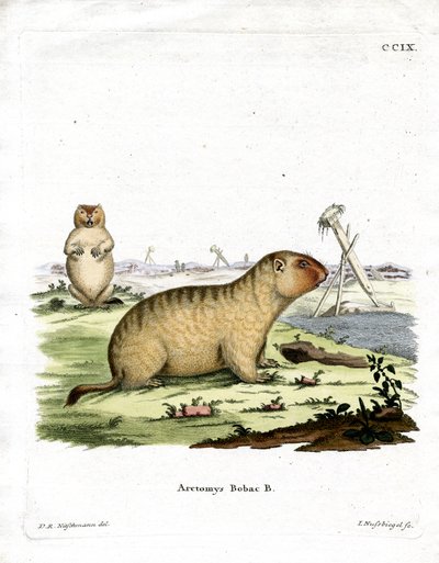 Bobac Marmot (farget gravering) av German School