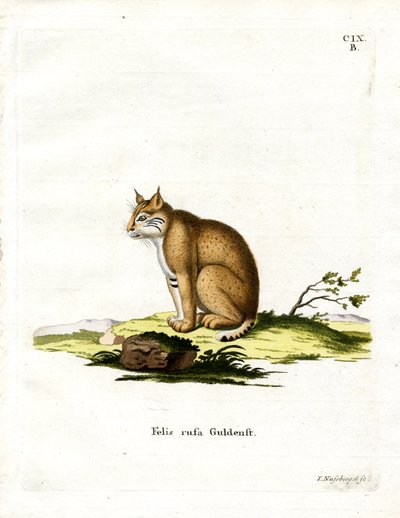 Bobcat (farget gravering) av German School