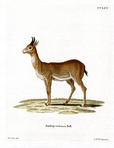 Bohor Reedbuck (farget gravering) av German School