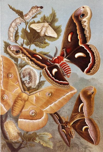 Bombycoid Moths, plate fra "Brehms Tierleben: Allgemeine Kunde des Tierreichs", vol.9, s.410, utgitt av Bibliographisches Institut av German School