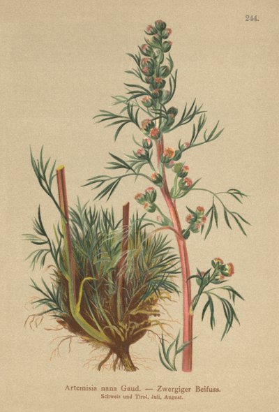 Boreal malurt (Artemisia nana, Artemisia borealis) av German School