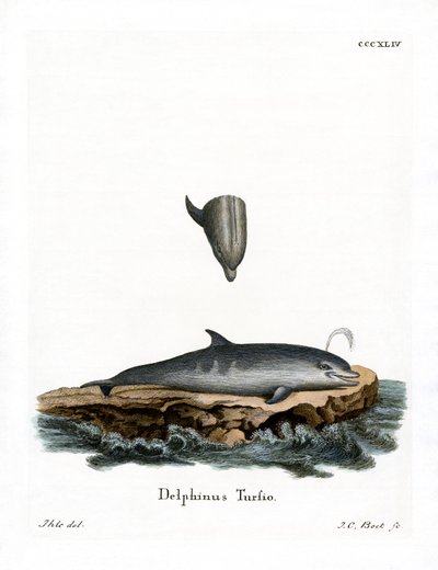 Delfin med flaskenese (farget gravering) av German School