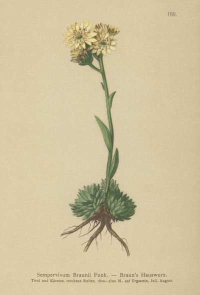 Brauns høne og kyllinger (Sempervivum Braunii) av German School