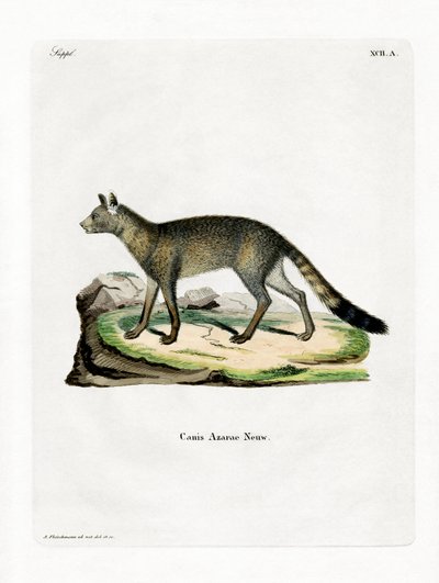 Brazilian Fox (farget gravering) av German School