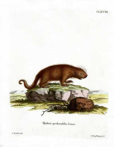 Brasiliansk piggsvin (farget gravering) av German School