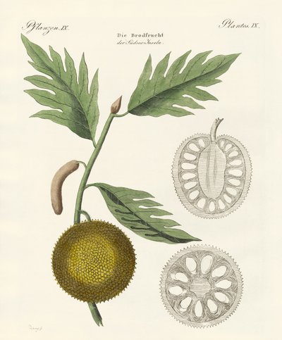 Brødfrukt av German School