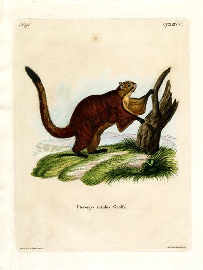 Brilliant Flying Squirrel (farget gravering) av German School