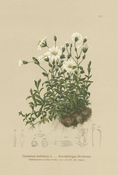 Bredbladet museøre (Cerastium latifolium) av German School