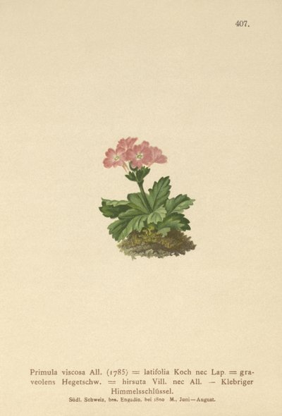 Bredbladet Primrose (Primula viscosa, Primula latifolia, Primula hirsuta) av German School