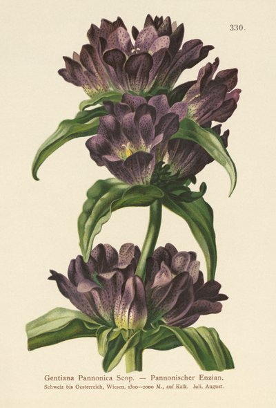 Brun Gentian (Gentiana Pannonica) av German School