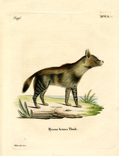 Brun hyene (farget gravering) av German School