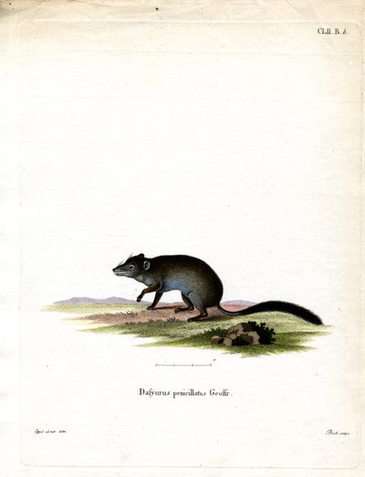 Børstehale Phascogale (farget gravering) av German School