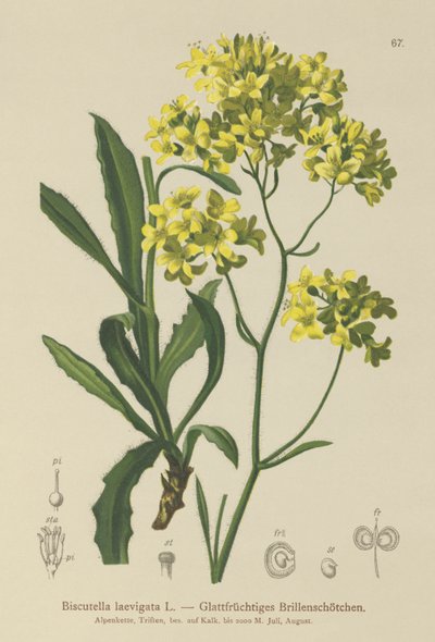 Buckler sennep (Biscutella laevigata) av German School