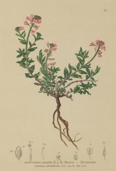 Brent Candytuft (Aethionema saxatile, Thlaspi saxatile) av German School