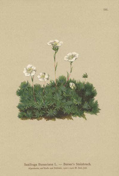 Bursers Saxifrage (Saxifraga Burseriana) av German School