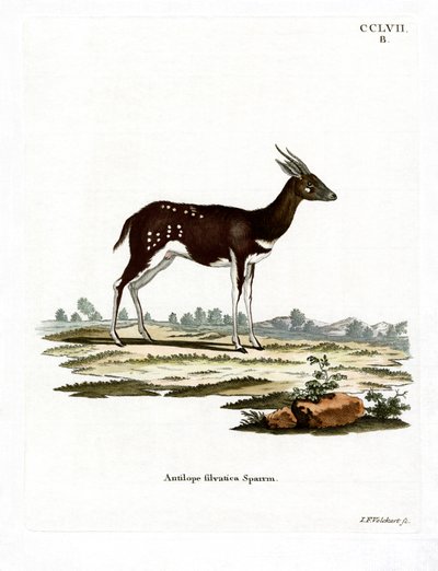 Bushbuck (farget gravering) av German School