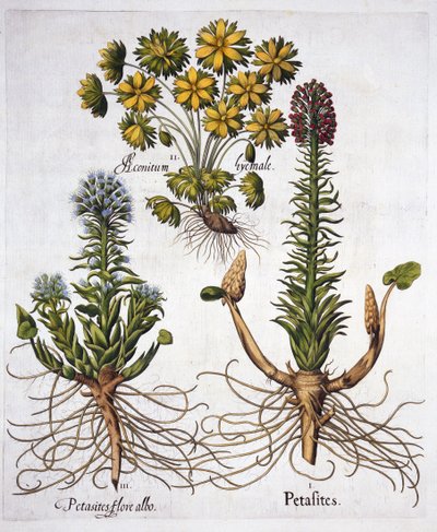 Butterburs and Winter Aconite, fra Hortus Eystettensis, av Basil Besler (1561-1629), pub. 1613 (håndfarget gravering) av German School