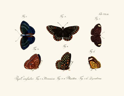 Sommerfugler av German School