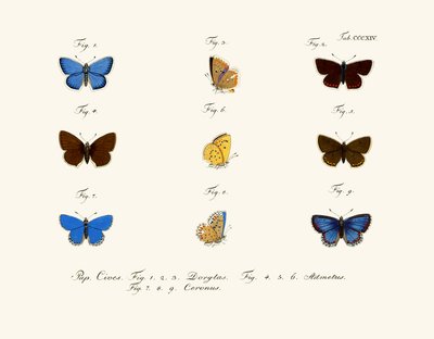 Sommerfugler av German School