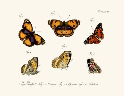 Schmetterlinge von German School