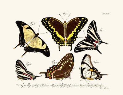 Sommerfugler av German School