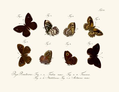 Sommerfugler av German School