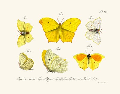 Sommerfugler, 1783-1806 av German School