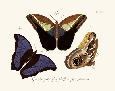 Sommerfugler, 1783-1806 av German School