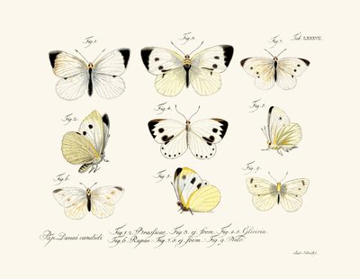 Sommerfugler, 1783-1806 av German School