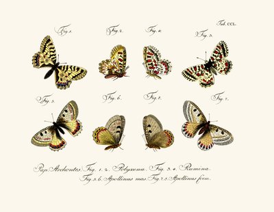 Sommerfugler, 1783-1806 av German School