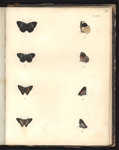 Butterflies, Pl. XXIV, illustrasjon fra kompendium over observasjon av zoologi og sammenlignende anatomi, laget i Atlanterhavet, i det indre av det nye kontinentet og i Sørsjøen i løpet av en av German School