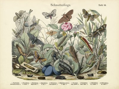 Sommerfugler, ca. 1860 av German School