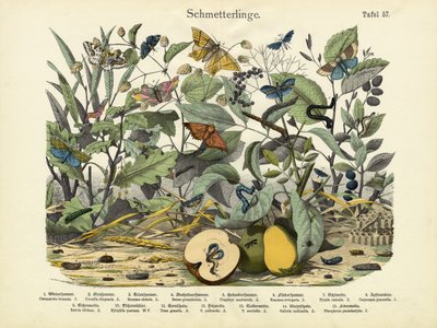 Sommerfugler, ca. 1860 av German School