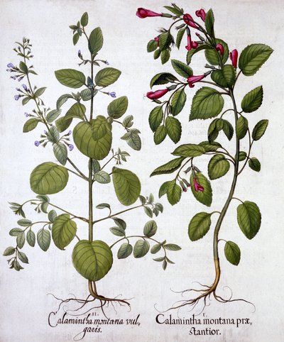 Calamints, fra Hortus Eystettensis, av Basil Besler (1561-1629), pub. 1613 (håndfarget gravering) av German School
