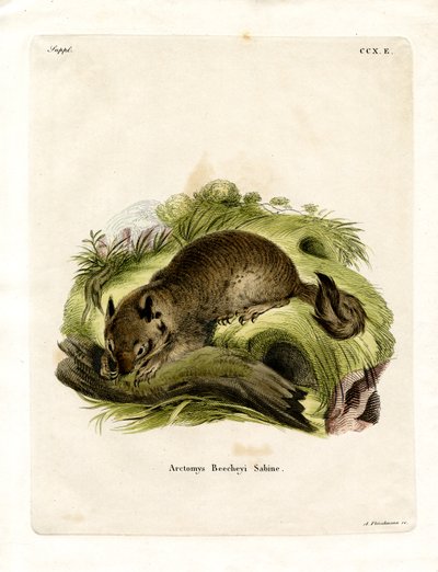 California Ground Squirrel (farget gravering) av German School