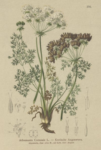 Godterigulrot (Athamanta Cretan) av German School