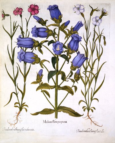 Canterbury Bells, and Corn Cockles, fra Hortus Eystettensis, av Basil Besler (1561-1629), pub. 1613 (håndfarget gravering) av German School