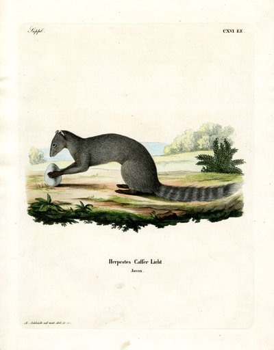 Cape Grey Mongoose (farget gravering) av German School