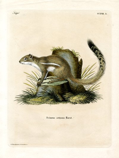 Cape Ground Squirrel (farget gravering) av German School