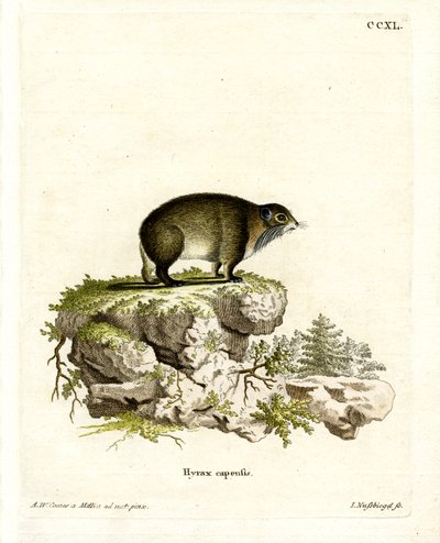 Cape Hyrax (farget gravering) av German School