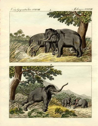 Fangst av elefanter av lokkeelefant (farget gravering) av German School